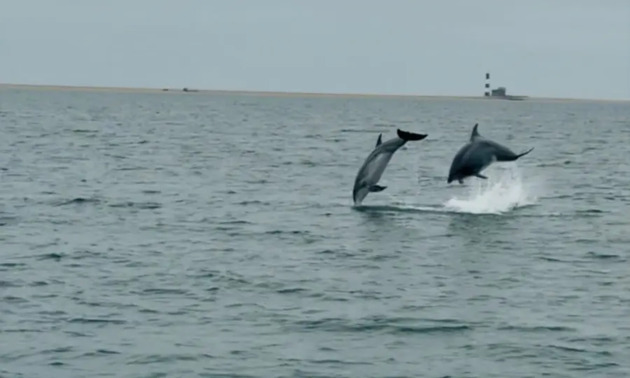 Dauphin à Walvis Bay