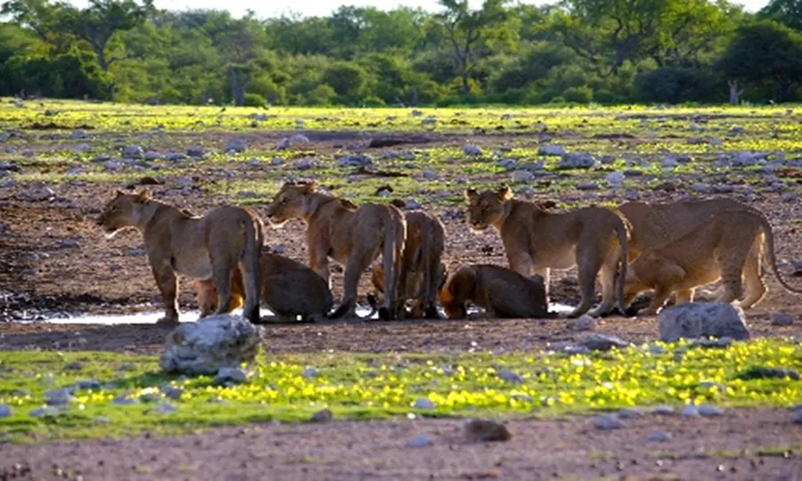 Parc national d’Etosha, Namibie